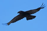 Raven 